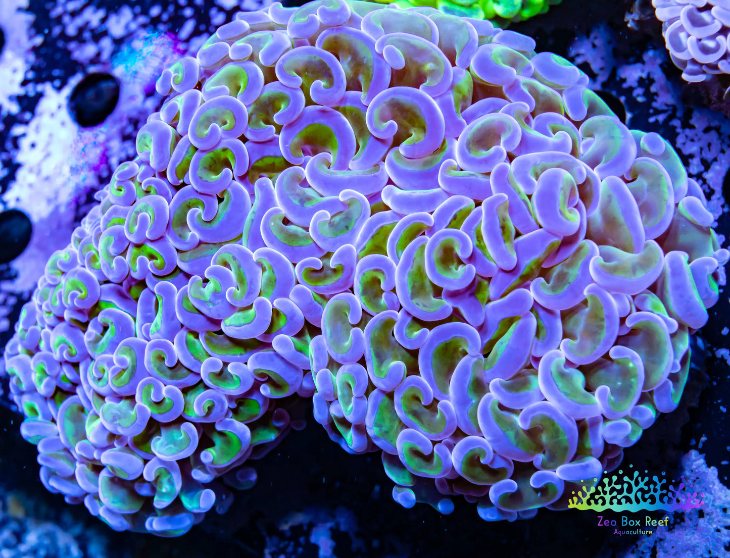 Euphyllia Ancora Coral- LPS - QLD Ultra Hammer Coral WYSIWYG 11cm Euphyllia Ancora Coral- LPS - QLD Ultra Hammer Coral WYSIWYG 11cm Animals & Pet Supplies Euphyllia Ancora Coral- LPS - QLD Ultra Hammer Coral WYSIWYG 11cm Zeo Box Reef