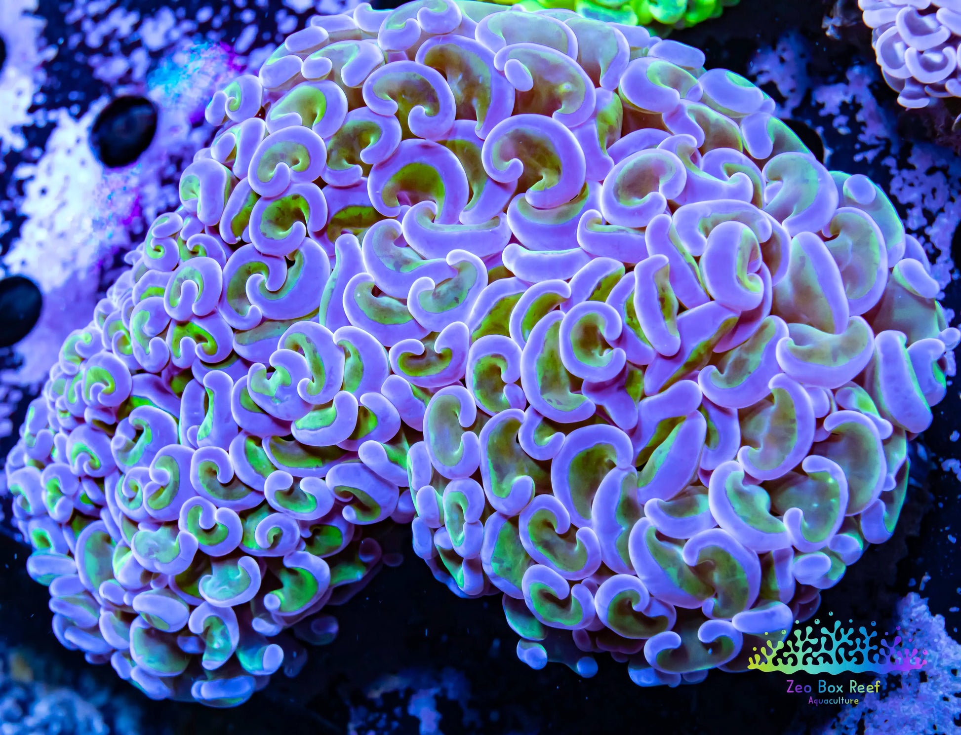 Euphyllia Ancora Coral- LPS - QLD Ultra Hammer Coral WYSIWYG 11cm Euphyllia Ancora Coral- LPS - QLD Ultra Hammer Coral WYSIWYG 11cm Animals & Pet Supplies Euphyllia Ancora Coral- LPS - QLD Ultra Hammer Coral WYSIWYG 11cm Zeo Box Reef