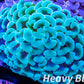 Euphyllia Ancora Coral- LPS - QLD Ultra Jelly Bean Hammer Coral WYSIWYG 7cm Euphyllia Ancora Coral- LPS - QLD Ultra Jelly Bean Hammer Coral WYSIWYG 7cm Animals & Pet Supplies Euphyllia Ancora Coral- LPS - QLD Ultra Jelly Bean Hammer Coral WYSIWYG 7cm Zeo Box Reef