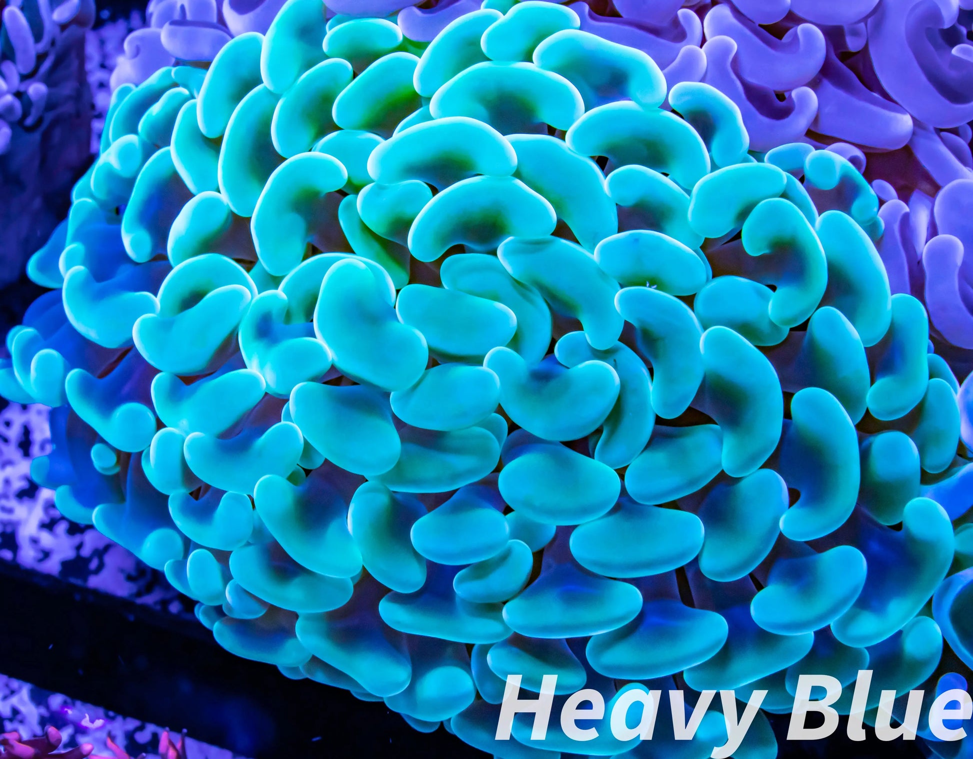 Euphyllia Ancora Coral- LPS - QLD Ultra Jelly Bean Hammer Coral WYSIWYG 7cm Euphyllia Ancora Coral- LPS - QLD Ultra Jelly Bean Hammer Coral WYSIWYG 7cm Animals & Pet Supplies Euphyllia Ancora Coral- LPS - QLD Ultra Jelly Bean Hammer Coral WYSIWYG 7cm Zeo Box Reef