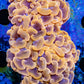 Euphyllia Ancora Coral- LPS - QLD Ultra Orange Hammer Coral WYSIWYG 8cm Euphyllia Ancora Coral- LPS - QLD Ultra Orange Hammer Coral WYSIWYG 8cm Animals & Pet Supplies Euphyllia Ancora Coral- LPS - QLD Ultra Orange Hammer Coral WYSIWYG 8cm Zeo Box Reef