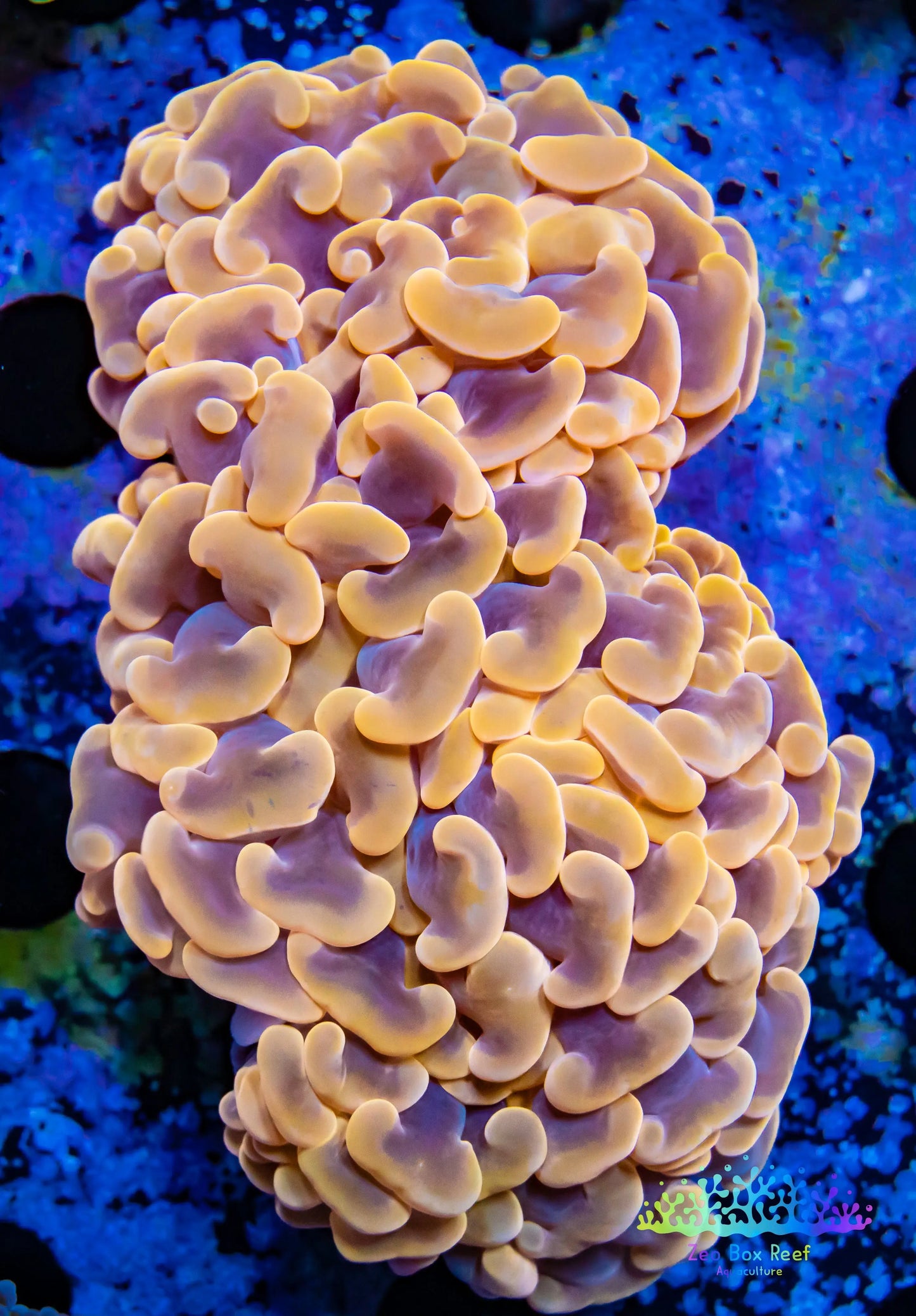 Euphyllia Ancora Coral- LPS - QLD Ultra Orange Hammer Coral WYSIWYG 8cm Euphyllia Ancora Coral- LPS - QLD Ultra Orange Hammer Coral WYSIWYG 8cm Animals & Pet Supplies Euphyllia Ancora Coral- LPS - QLD Ultra Orange Hammer Coral WYSIWYG 8cm Zeo Box Reef