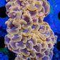 Euphyllia Ancora Coral- LPS - QLD Ultra Orange Hammer Coral WYSIWYG 8cm Euphyllia Ancora Coral- LPS - QLD Ultra Orange Hammer Coral WYSIWYG 8cm Animals & Pet Supplies Euphyllia Ancora Coral- LPS - QLD Ultra Orange Hammer Coral WYSIWYG 8cm Zeo Box Reef