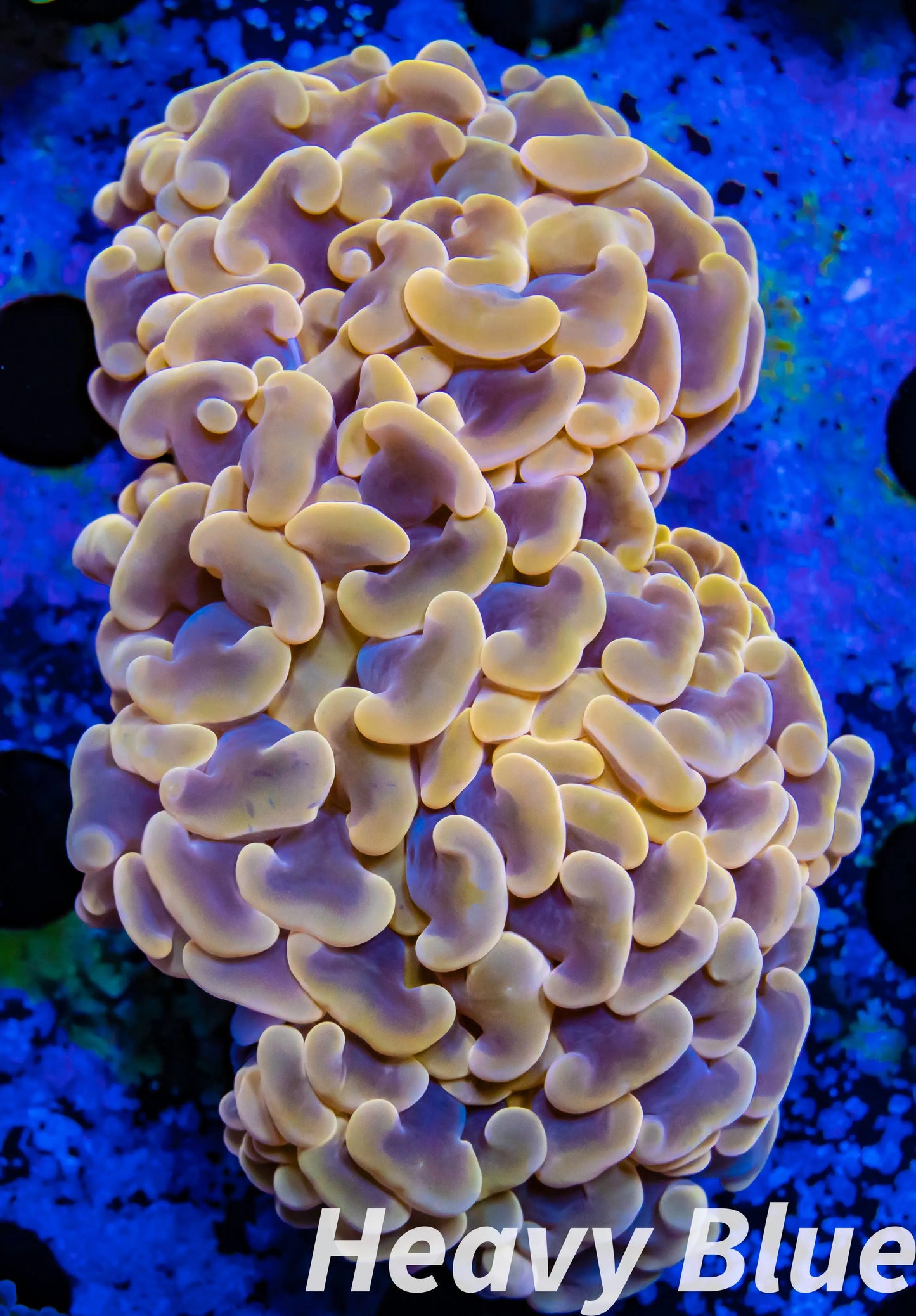 Euphyllia Ancora Coral- LPS - QLD Ultra Orange Hammer Coral WYSIWYG 8cm Euphyllia Ancora Coral- LPS - QLD Ultra Orange Hammer Coral WYSIWYG 8cm Animals & Pet Supplies Euphyllia Ancora Coral- LPS - QLD Ultra Orange Hammer Coral WYSIWYG 8cm Zeo Box Reef