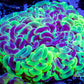 Euphyllia Ancora Coral- LPS - QLD Ultra Toxic Green Mottled Hammer Coral WYSIWYG 8cm Euphyllia Ancora Coral- LPS - QLD Ultra Toxic Green Mottled Hammer Coral WYSIWYG 8cm Animals & Pet Supplies Euphyllia Ancora Coral- LPS - QLD Ultra Toxic Green Mottled Hammer Coral WYSIWYG 8cm Zeo Box Reef
