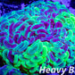 Euphyllia Ancora Coral- LPS - QLD Ultra Toxic Green Mottled Hammer Coral WYSIWYG 8cm Euphyllia Ancora Coral- LPS - QLD Ultra Toxic Green Mottled Hammer Coral WYSIWYG 8cm Animals & Pet Supplies Euphyllia Ancora Coral- LPS - QLD Ultra Toxic Green Mottled Hammer Coral WYSIWYG 8cm Zeo Box Reef