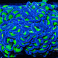 Euphyllia Ancora Coral- LPS - Reverse Toxic Green Stem Jelly Bean Hammer Coral WYSIWY 10cm Euphyllia Ancora Coral- LPS - Reverse Toxic Green Stem Jelly Bean Hammer Coral WYSIWY 10cm Animals & Pet Supplies Euphyllia Ancora Coral- LPS - Reverse Toxic Green Stem Jelly Bean Hammer Coral WYSIWY 10cm Zeo Box Reef