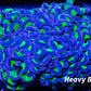 Euphyllia Ancora Coral- LPS - Reverse Toxic Green Stem Jelly Bean Hammer Coral WYSIWY 10cm Euphyllia Ancora Coral- LPS - Reverse Toxic Green Stem Jelly Bean Hammer Coral WYSIWY 10cm Animals & Pet Supplies Euphyllia Ancora Coral- LPS - Reverse Toxic Green Stem Jelly Bean Hammer Coral WYSIWY 10cm Zeo Box Reef