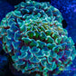 Euphyllia Ancora Coral- LPS - Super Ultra Hammer Coral WYSIWYG 6cm Euphyllia Ancora Coral- LPS - Super Ultra Hammer Coral WYSIWYG 6cm Animals & Pet Supplies Euphyllia Ancora Coral- LPS - Super Ultra Hammer Coral WYSIWYG 6cm Zeo Box Reef