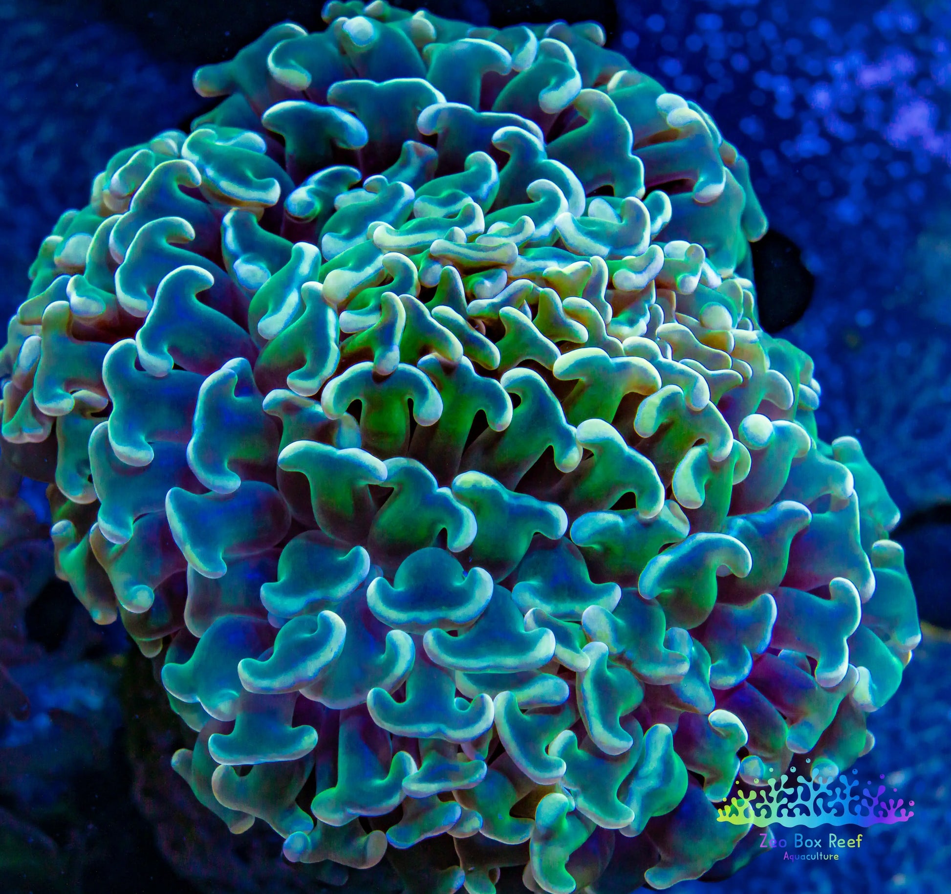 Euphyllia Ancora Coral- LPS - Super Ultra Hammer Coral WYSIWYG 6cm Euphyllia Ancora Coral- LPS - Super Ultra Hammer Coral WYSIWYG 6cm Animals & Pet Supplies Euphyllia Ancora Coral- LPS - Super Ultra Hammer Coral WYSIWYG 6cm Zeo Box Reef