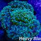 Euphyllia Ancora Coral- LPS - Super Ultra Hammer Coral WYSIWYG 6cm Euphyllia Ancora Coral- LPS - Super Ultra Hammer Coral WYSIWYG 6cm Animals & Pet Supplies Euphyllia Ancora Coral- LPS - Super Ultra Hammer Coral WYSIWYG 6cm Zeo Box Reef