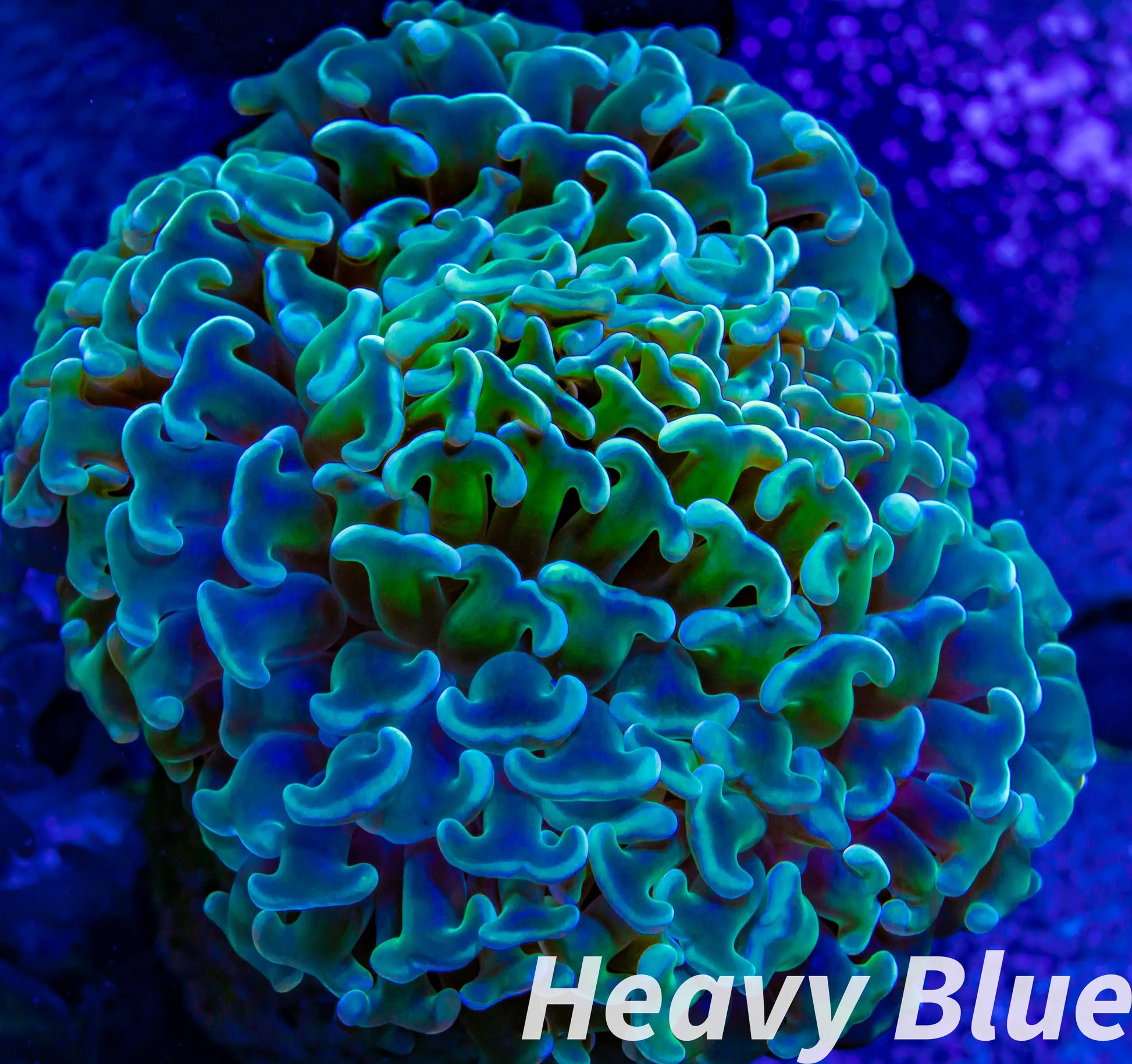 Euphyllia Ancora Coral- LPS - Super Ultra Hammer Coral WYSIWYG 6cm Euphyllia Ancora Coral- LPS - Super Ultra Hammer Coral WYSIWYG 6cm Animals & Pet Supplies Euphyllia Ancora Coral- LPS - Super Ultra Hammer Coral WYSIWYG 6cm Zeo Box Reef