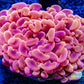 Euphyllia Ancora Coral- LPS - Super Ultra Orange Hammer Coral WYSIWYG 5cm Euphyllia Ancora Coral- LPS - Super Ultra Orange Hammer Coral WYSIWYG 5cm Animals & Pet Supplies Euphyllia Ancora Coral- LPS - Super Ultra Orange Hammer Coral WYSIWYG 5cm Zeo Box Reef