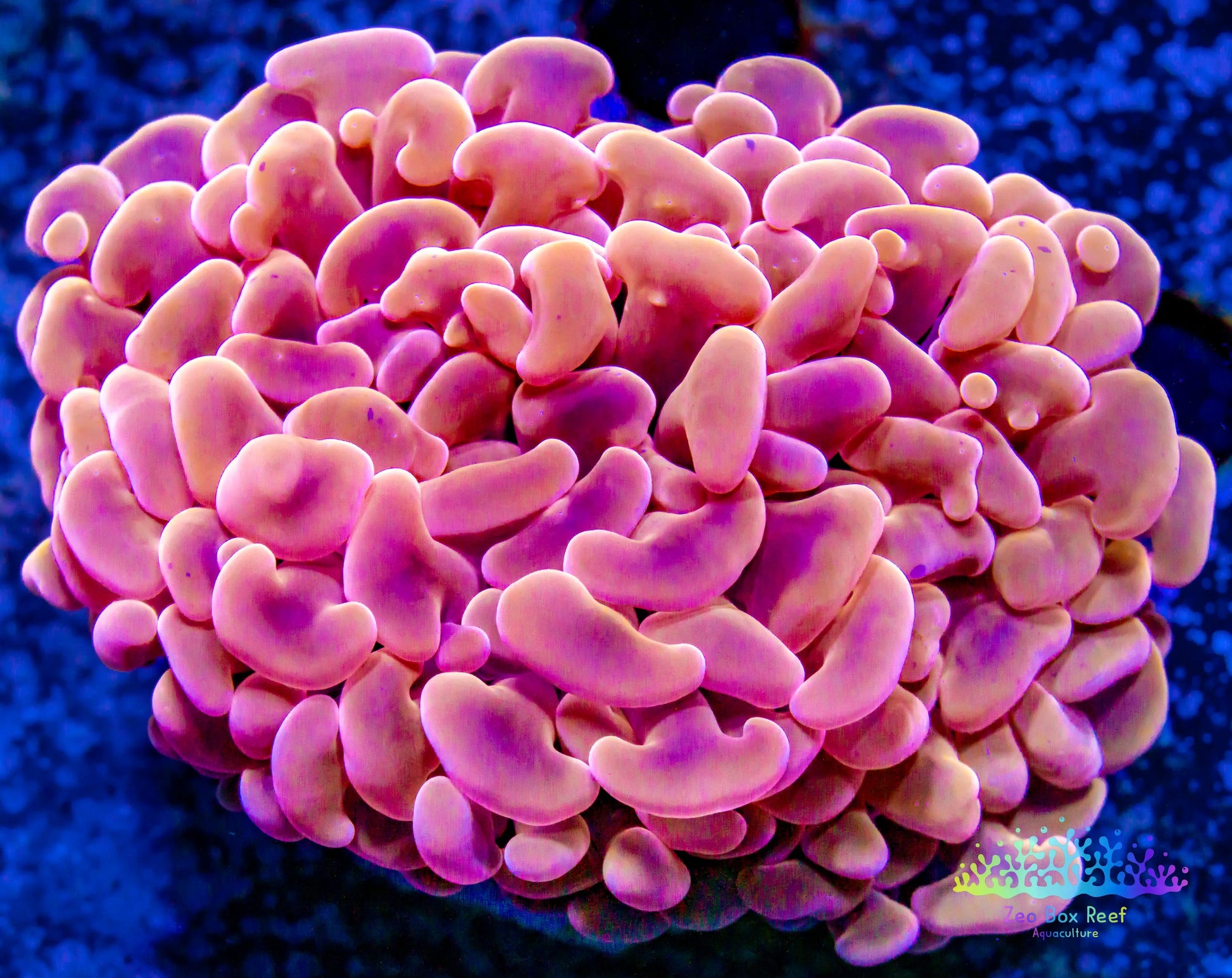 Euphyllia Ancora Coral- LPS - Super Ultra Orange Hammer Coral WYSIWYG 5cm Euphyllia Ancora Coral- LPS - Super Ultra Orange Hammer Coral WYSIWYG 5cm Animals & Pet Supplies Euphyllia Ancora Coral- LPS - Super Ultra Orange Hammer Coral WYSIWYG 5cm Zeo Box Reef