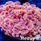Euphyllia Ancora Coral- LPS - Super Ultra Orange Hammer Coral WYSIWYG 5cm Euphyllia Ancora Coral- LPS - Super Ultra Orange Hammer Coral WYSIWYG 5cm Animals & Pet Supplies Euphyllia Ancora Coral- LPS - Super Ultra Orange Hammer Coral WYSIWYG 5cm Zeo Box Reef