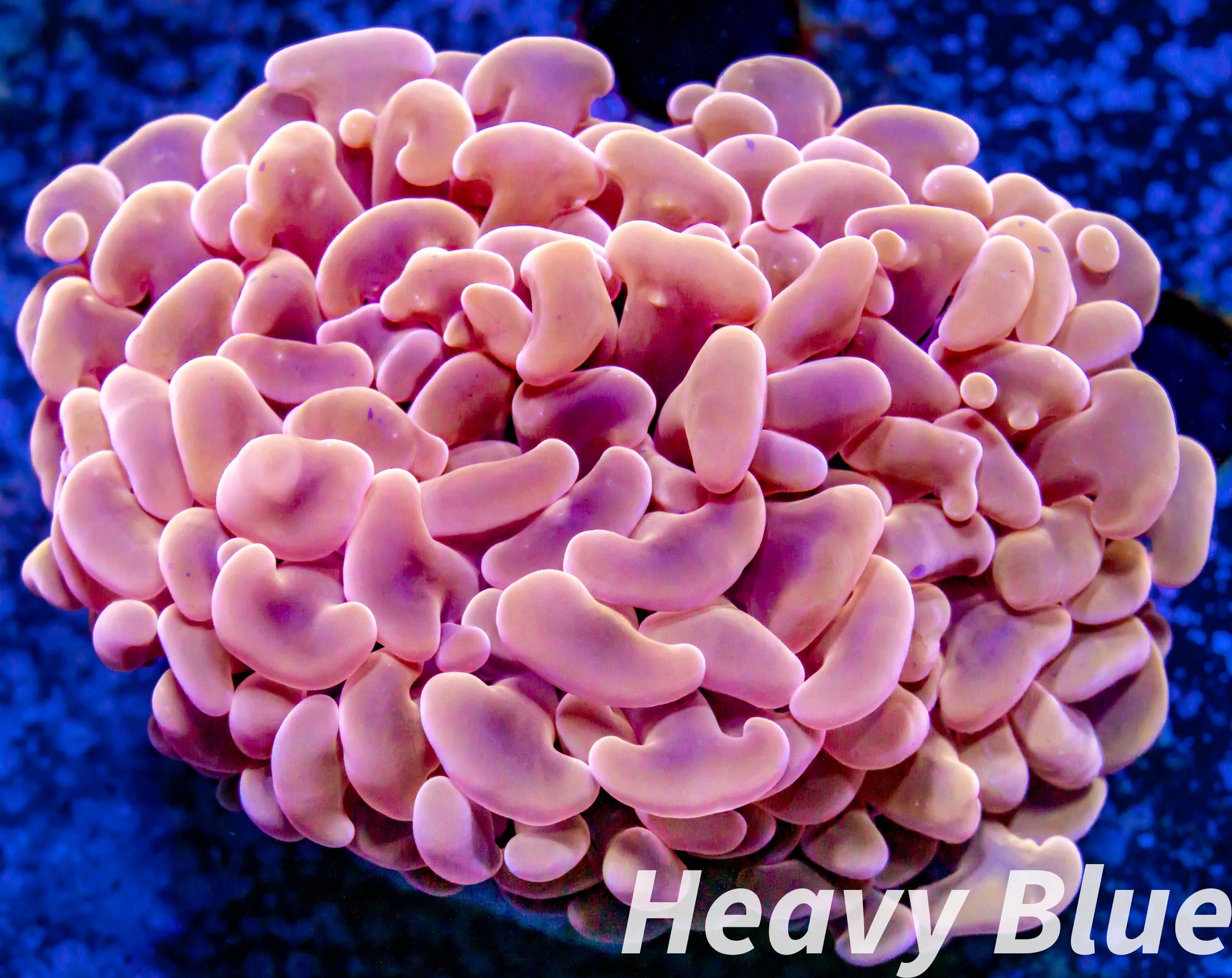 Euphyllia Ancora Coral- LPS - Super Ultra Orange Hammer Coral WYSIWYG 5cm Euphyllia Ancora Coral- LPS - Super Ultra Orange Hammer Coral WYSIWYG 5cm Animals & Pet Supplies Euphyllia Ancora Coral- LPS - Super Ultra Orange Hammer Coral WYSIWYG 5cm Zeo Box Reef