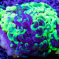 Euphyllia Ancora Coral- LPS - Toxic Green Marbled Hammer WYSIWYG 6cm Euphyllia Ancora Coral- LPS - Toxic Green Marbled Hammer WYSIWYG 6cm Animals & Pet Supplies Euphyllia Ancora Coral- LPS - Toxic Green Marbled Hammer WYSIWYG 6cm Zeo Box Reef