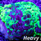 Euphyllia Ancora Coral- LPS - Toxic Green Marbled Hammer WYSIWYG 6cm Euphyllia Ancora Coral- LPS - Toxic Green Marbled Hammer WYSIWYG 6cm Animals & Pet Supplies Euphyllia Ancora Coral- LPS - Toxic Green Marbled Hammer WYSIWYG 6cm Zeo Box Reef