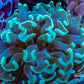 Euphyllia Ancora Coral- LPS- Green tip Hammer WYSIWYG 4cm Euphyllia Ancora Coral- LPS- Green tip Hammer WYSIWYG 4cm Aquarium Decor Euphyllia Ancora Coral- LPS- Green tip Hammer WYSIWYG 4cm Zeo Box Reef