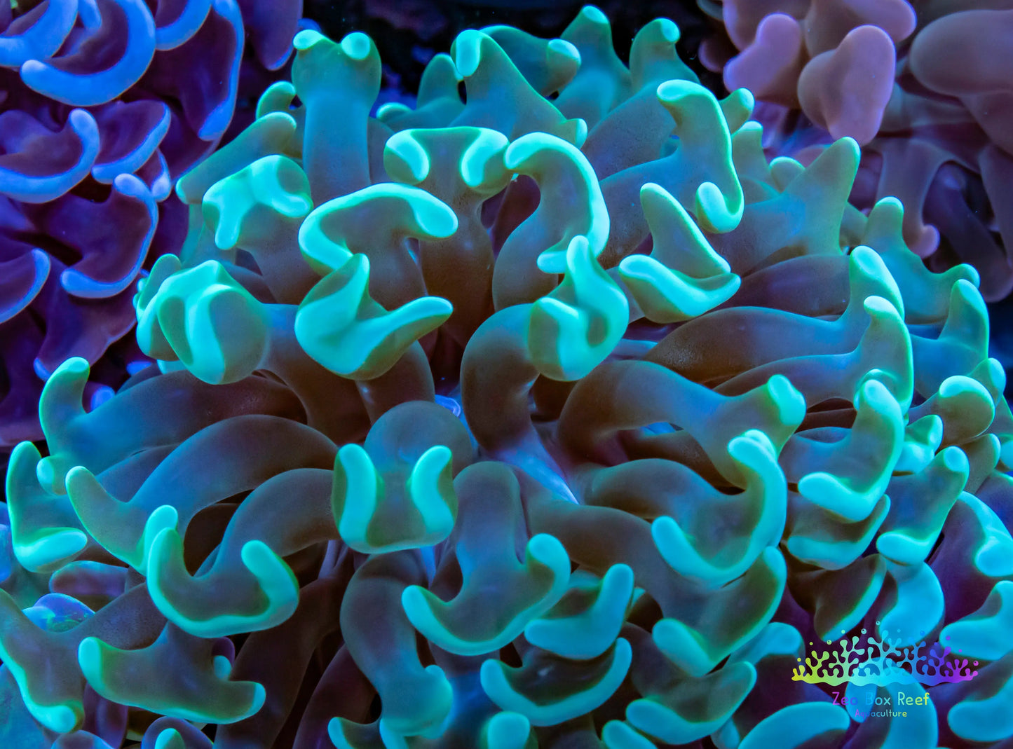 Euphyllia Ancora Coral- LPS- Green tip Hammer WYSIWYG 4cm Euphyllia Ancora Coral- LPS- Green tip Hammer WYSIWYG 4cm Aquarium Decor Euphyllia Ancora Coral- LPS- Green tip Hammer WYSIWYG 4cm Zeo Box Reef