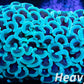 Euphyllia Ancora Coral- LPS  Hammer Coral WYSIWYG 6cm Euphyllia Ancora Coral- LPS  Hammer Coral WYSIWYG 6cm Animals & Pet Supplies Euphyllia Ancora Coral- LPS  Hammer Coral WYSIWYG 6cm Zeo Box Reef