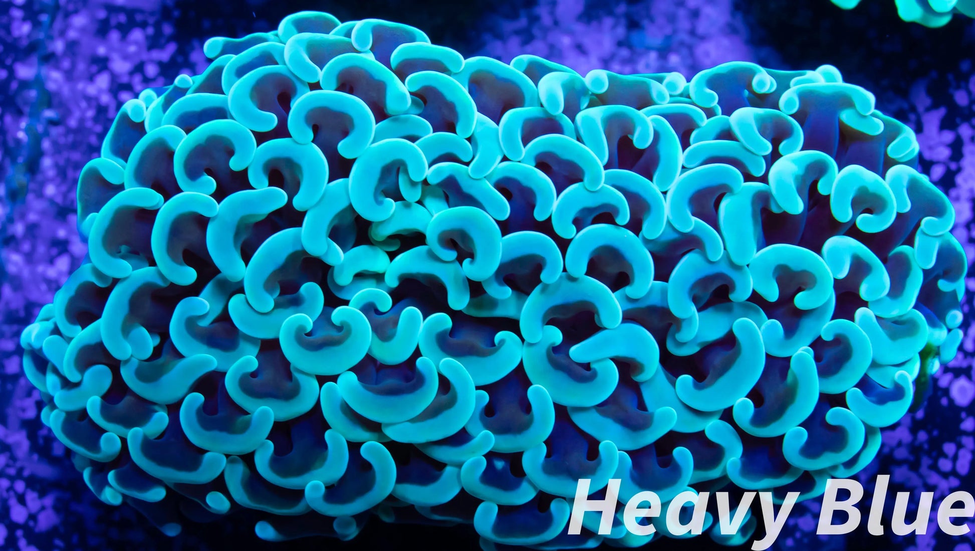 Euphyllia Ancora Coral- LPS  Hammer Coral WYSIWYG 6cm Euphyllia Ancora Coral- LPS  Hammer Coral WYSIWYG 6cm Animals & Pet Supplies Euphyllia Ancora Coral- LPS  Hammer Coral WYSIWYG 6cm Zeo Box Reef