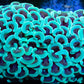 Euphyllia Ancora Coral- LPS  Hammer Coral WYSIWYG 6cm Euphyllia Ancora Coral- LPS  Hammer Coral WYSIWYG 6cm Animals & Pet Supplies Euphyllia Ancora Coral- LPS  Hammer Coral WYSIWYG 6cm Zeo Box Reef