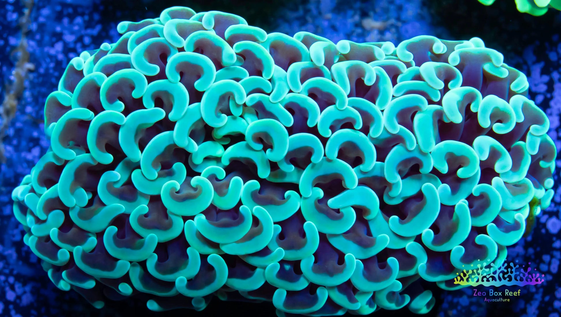 Euphyllia Ancora Coral- LPS  Hammer Coral WYSIWYG 6cm Euphyllia Ancora Coral- LPS  Hammer Coral WYSIWYG 6cm Animals & Pet Supplies Euphyllia Ancora Coral- LPS  Hammer Coral WYSIWYG 6cm Zeo Box Reef