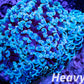 Euphyllia Ancora Coral- LPS- Hammer WYSIWYG 11cm Euphyllia Ancora Coral- LPS- Hammer WYSIWYG 11cm Aquarium Decor Euphyllia Ancora Coral- LPS- Hammer WYSIWYG 11cm Zeo Box Reef