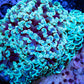 Euphyllia Ancora Coral- LPS- Hammer WYSIWYG 11cm Euphyllia Ancora Coral- LPS- Hammer WYSIWYG 11cm Aquarium Decor Euphyllia Ancora Coral- LPS- Hammer WYSIWYG 11cm Zeo Box Reef