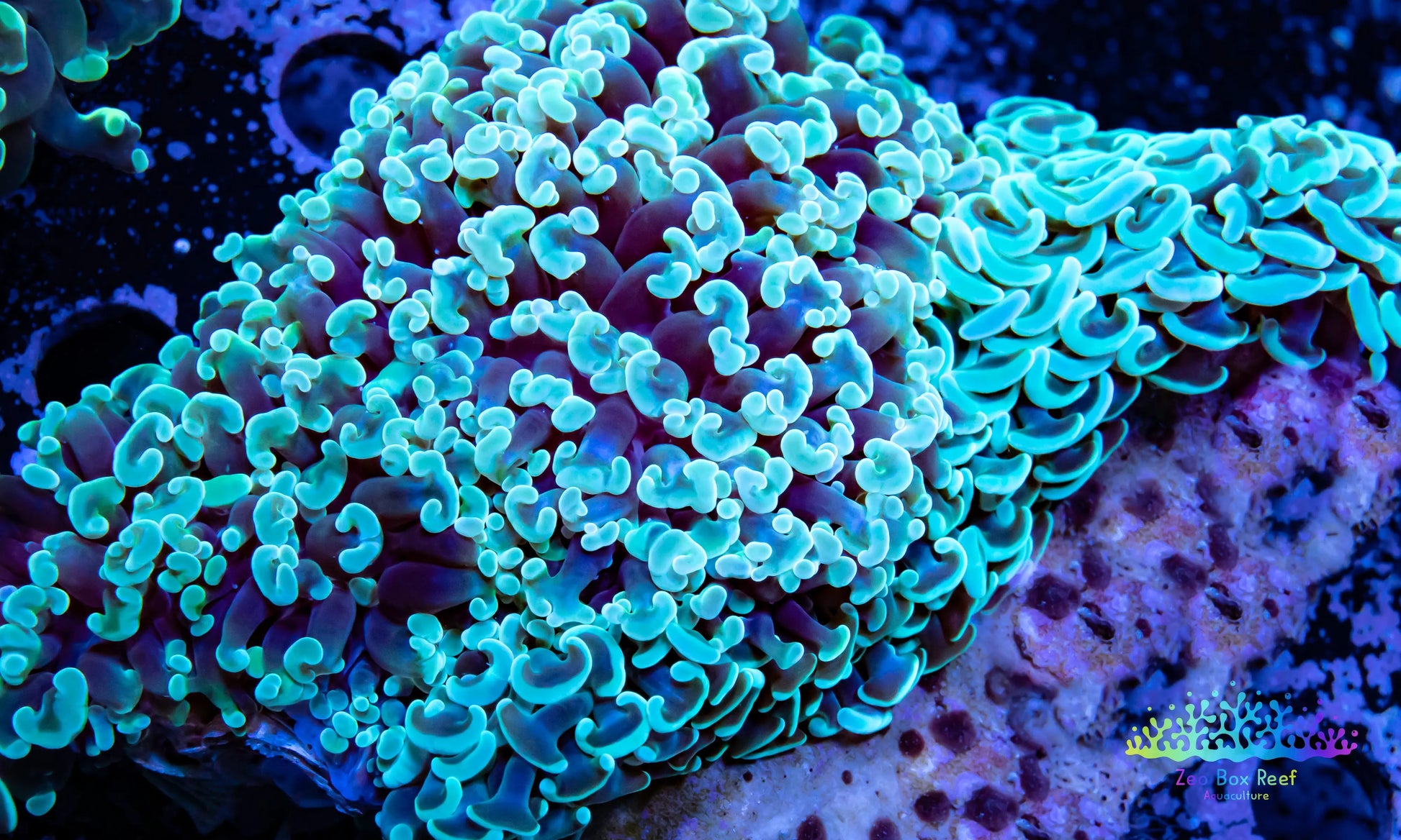 Euphyllia Ancora Coral- LPS- Hammer WYSIWYG 11cm Euphyllia Ancora Coral- LPS- Hammer WYSIWYG 11cm Aquarium Decor Euphyllia Ancora Coral- LPS- Hammer WYSIWYG 11cm Zeo Box Reef