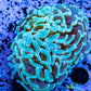 Euphyllia Ancora Coral- LPS- Hammer WYSIWYG 6cm Euphyllia Ancora Coral- LPS- Hammer WYSIWYG 6cm Aquarium Decor Euphyllia Ancora Coral- LPS- Hammer WYSIWYG 6cm Zeo Box Reef
