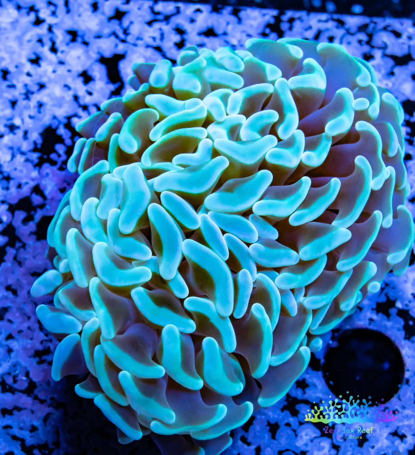Euphyllia Ancora Coral- LPS- Hammer WYSIWYG 6cm Euphyllia Ancora Coral- LPS- Hammer WYSIWYG 6cm Aquarium Decor Euphyllia Ancora Coral- LPS- Hammer WYSIWYG 6cm Zeo Box Reef
