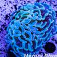 Euphyllia Ancora Coral- LPS- Hammer WYSIWYG 6cm Euphyllia Ancora Coral- LPS- Hammer WYSIWYG 6cm Aquarium Decor Euphyllia Ancora Coral- LPS- Hammer WYSIWYG 6cm Zeo Box Reef