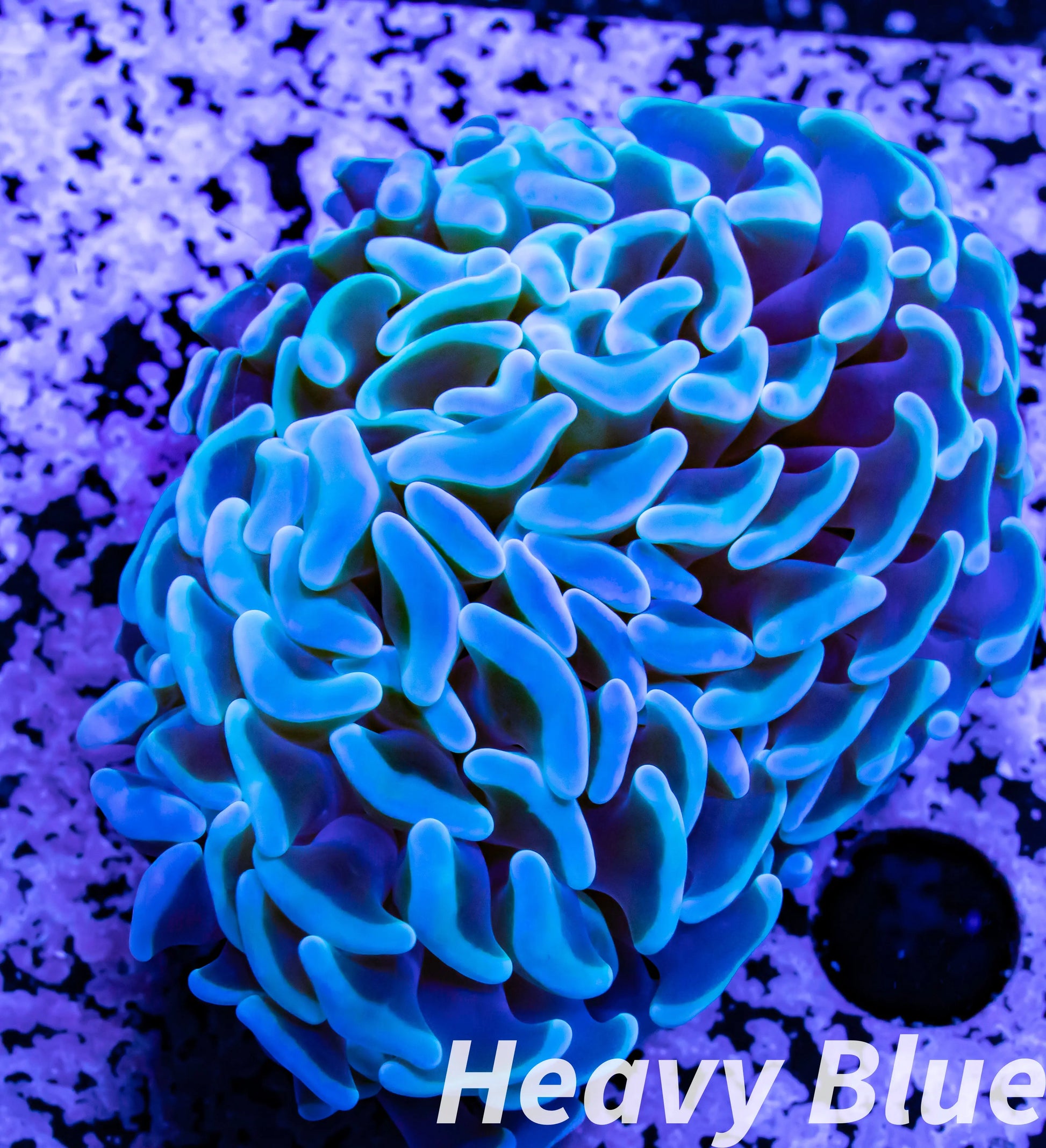 Euphyllia Ancora Coral- LPS- Hammer WYSIWYG 6cm Euphyllia Ancora Coral- LPS- Hammer WYSIWYG 6cm Aquarium Decor Euphyllia Ancora Coral- LPS- Hammer WYSIWYG 6cm Zeo Box Reef