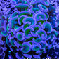 Euphyllia Ancora Coral- LPS- Hammer WYSIWYG 6cm Euphyllia Ancora Coral- LPS- Hammer WYSIWYG 6cm Aquarium Decor Euphyllia Ancora Coral- LPS- Hammer WYSIWYG 6cm Zeo Box Reef