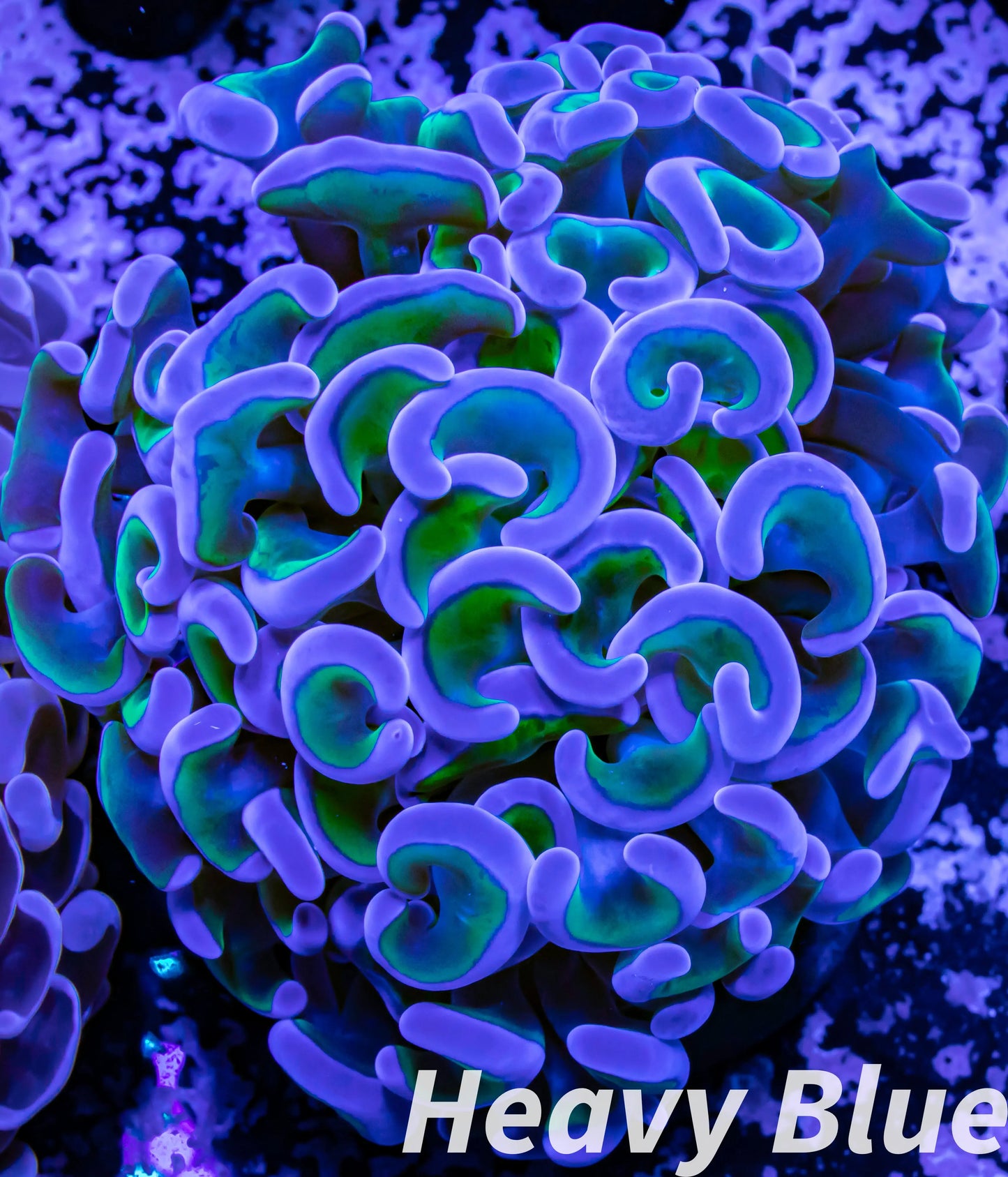 Euphyllia Ancora Coral- LPS- Hammer WYSIWYG 6cm Euphyllia Ancora Coral- LPS- Hammer WYSIWYG 6cm Aquarium Decor Euphyllia Ancora Coral- LPS- Hammer WYSIWYG 6cm Zeo Box Reef