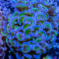 Euphyllia Ancora Coral- LPS- Hammer WYSIWYG 6cm Euphyllia Ancora Coral- LPS- Hammer WYSIWYG 6cm Aquarium Decor Euphyllia Ancora Coral- LPS- Hammer WYSIWYG 6cm Zeo Box Reef