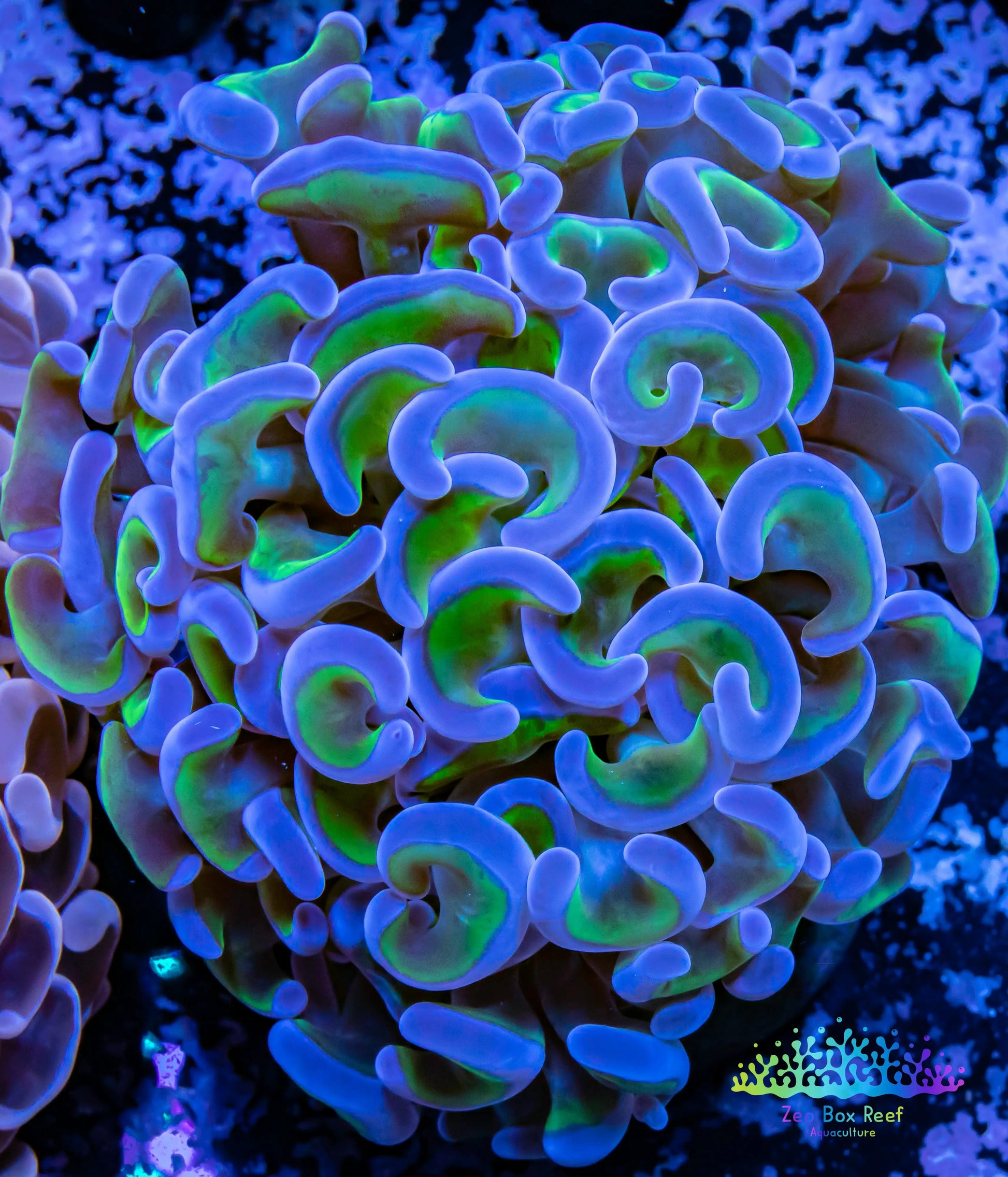 Euphyllia Ancora Coral- LPS- Hammer WYSIWYG 6cm Euphyllia Ancora Coral- LPS- Hammer WYSIWYG 6cm Aquarium Decor Euphyllia Ancora Coral- LPS- Hammer WYSIWYG 6cm Zeo Box Reef