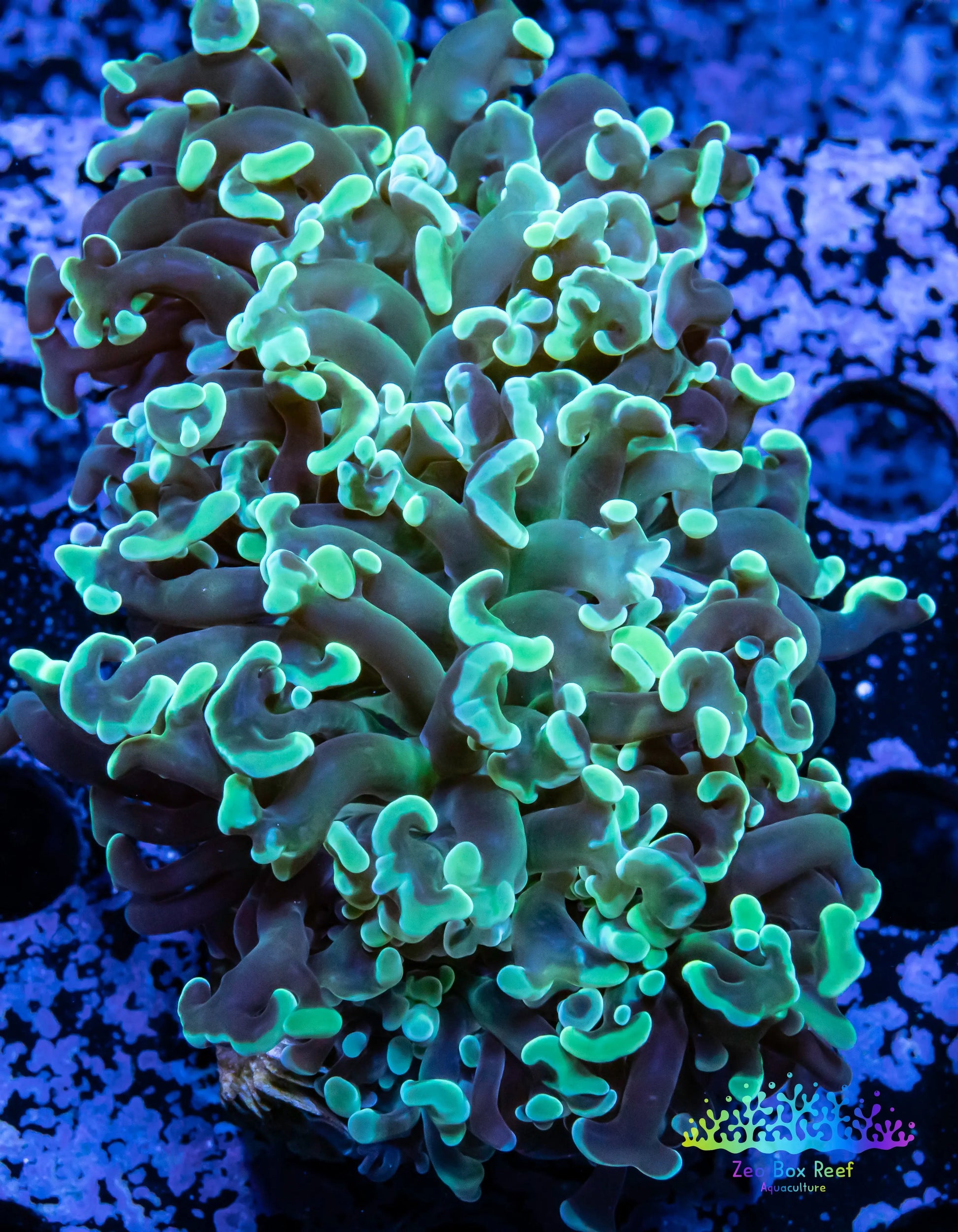Euphyllia Ancora Coral- LPS- Hammer WYSIWYG 7cm Euphyllia Ancora Coral- LPS- Hammer WYSIWYG 7cm Aquarium Decor Euphyllia Ancora Coral- LPS- Hammer WYSIWYG 7cm Zeo Box Reef