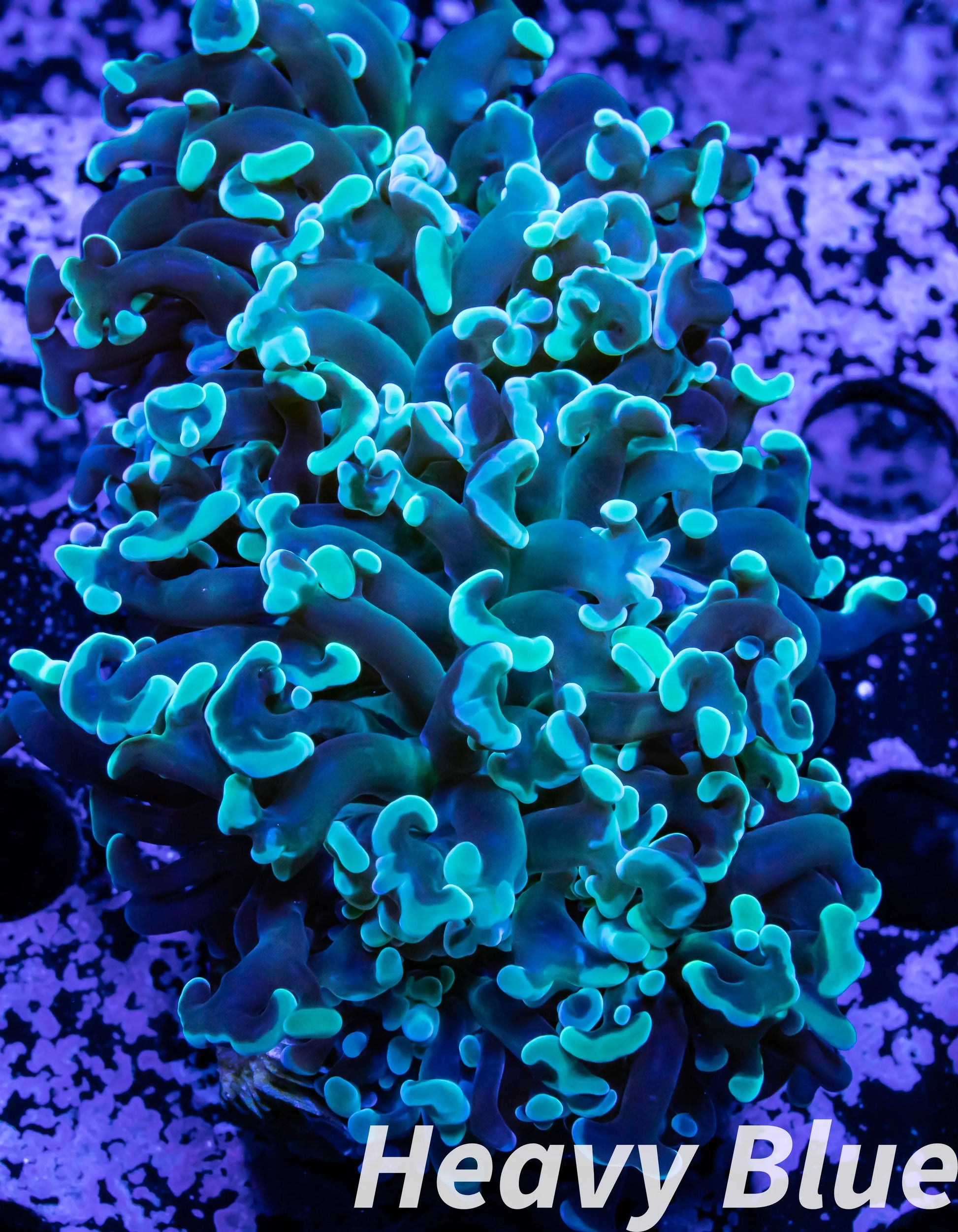 Euphyllia Ancora Coral- LPS- Hammer WYSIWYG 7cm Euphyllia Ancora Coral- LPS- Hammer WYSIWYG 7cm Aquarium Decor Euphyllia Ancora Coral- LPS- Hammer WYSIWYG 7cm Zeo Box Reef