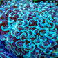 Euphyllia Ancora Coral- LPS- Mint Tip  Hammer WYSIWYG 10cm Euphyllia Ancora Coral- LPS- Mint Tip  Hammer WYSIWYG 10cm Aquarium Decor Euphyllia Ancora Coral- LPS- Mint Tip  Hammer WYSIWYG 10cm Zeo Box Reef