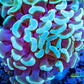 Euphyllia Ancora Coral- LPS- Mint Tip Hammer WYSIWYG 4cm Euphyllia Ancora Coral- LPS- Mint Tip Hammer WYSIWYG 4cm Aquarium Decor Euphyllia Ancora Coral- LPS- Mint Tip Hammer WYSIWYG 4cm Zeo Box Reef