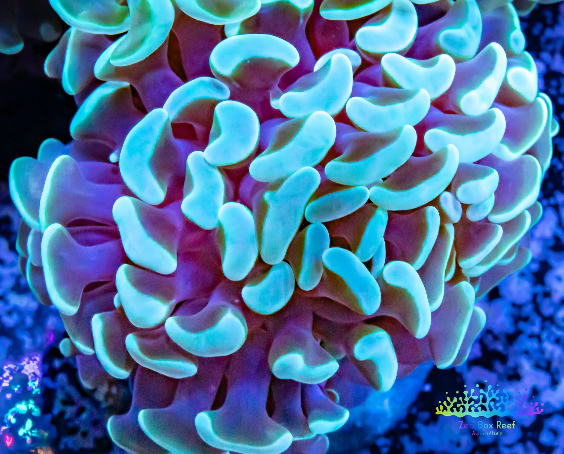 Euphyllia Ancora Coral- LPS- Mint Tip Hammer WYSIWYG 4cm Euphyllia Ancora Coral- LPS- Mint Tip Hammer WYSIWYG 4cm Aquarium Decor Euphyllia Ancora Coral- LPS- Mint Tip Hammer WYSIWYG 4cm Zeo Box Reef