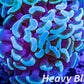 Euphyllia Ancora Coral- LPS- Mint Tip Hammer WYSIWYG 4cm Euphyllia Ancora Coral- LPS- Mint Tip Hammer WYSIWYG 4cm Aquarium Decor Euphyllia Ancora Coral- LPS- Mint Tip Hammer WYSIWYG 4cm Zeo Box Reef