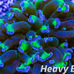 Euphyllia Ancora Coral- LPS Hammer Frag WYSIWYG 4cm Euphyllia Ancora Coral- LPS Hammer Frag WYSIWYG 4cm Aquarium Decor Euphyllia Ancora Coral- LPS Hammer Frag WYSIWYG 4cm Zeo Box Reef