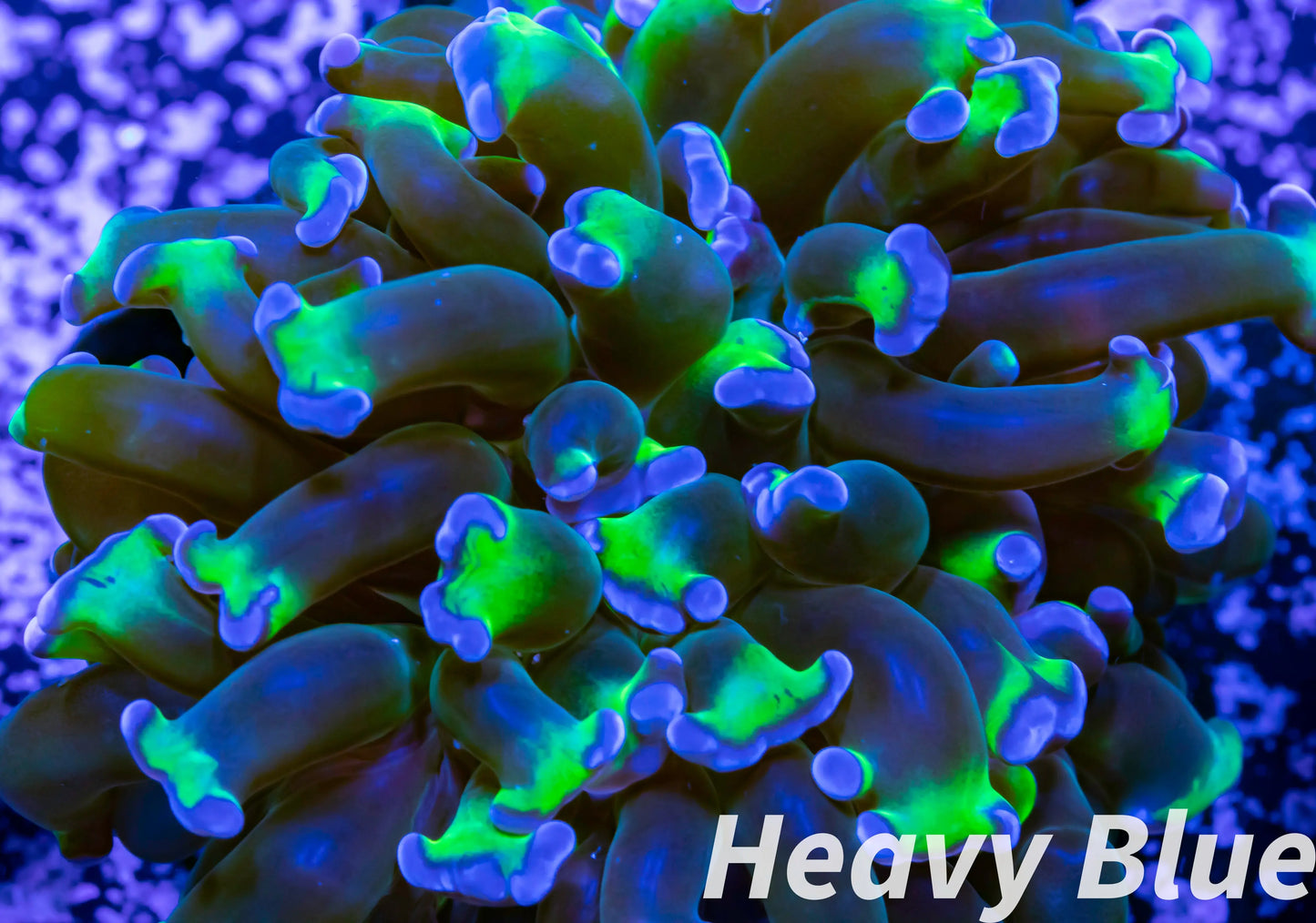 Euphyllia Ancora Coral- LPS Hammer Frag WYSIWYG 4cm Euphyllia Ancora Coral- LPS Hammer Frag WYSIWYG 4cm Aquarium Decor Euphyllia Ancora Coral- LPS Hammer Frag WYSIWYG 4cm Zeo Box Reef