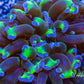 Euphyllia Ancora Coral- LPS Hammer Frag WYSIWYG 4cm Euphyllia Ancora Coral- LPS Hammer Frag WYSIWYG 4cm Aquarium Decor Euphyllia Ancora Coral- LPS Hammer Frag WYSIWYG 4cm Zeo Box Reef