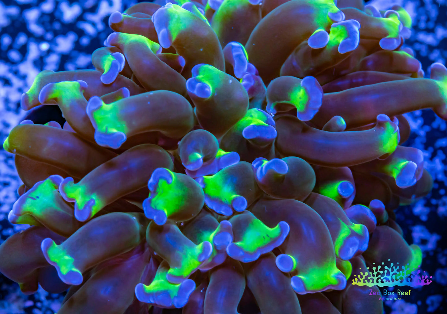 Euphyllia Ancora Coral- LPS Hammer Frag WYSIWYG 4cm Euphyllia Ancora Coral- LPS Hammer Frag WYSIWYG 4cm Aquarium Decor Euphyllia Ancora Coral- LPS Hammer Frag WYSIWYG 4cm Zeo Box Reef