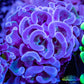 Euphyllia Ancora Coral- LPS Hammer Frag WYSIWYG 4cm Euphyllia Ancora Coral- LPS Hammer Frag WYSIWYG 4cm Aquarium Decor Euphyllia Ancora Coral- LPS Hammer Frag WYSIWYG 4cm Zeo Box Reef